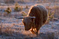 schotse hooglander (Bos taurus) 1-2019 7238